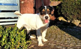 Reproduktor oferta krycia Parson Russell Terrier ZKWP FCI