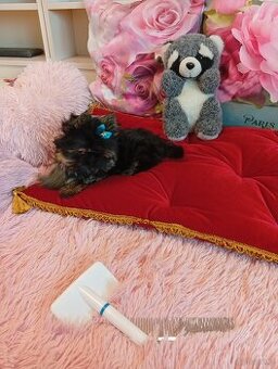 Mini samczyk Yorkshire terrier do 2 kg .