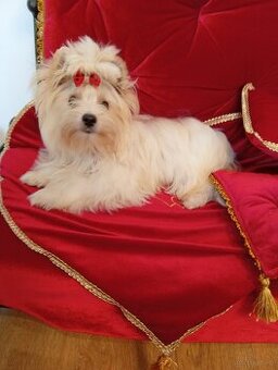 Cudowny samczyk,mały Golddust Yorkshire terrier,nie biewer.