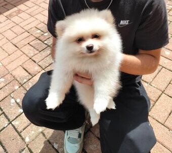 Szczeniak Pomeranian – piesek
