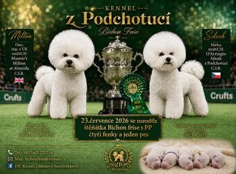 Bichon frise s PP