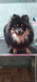 Szpic piesek Black and Tan