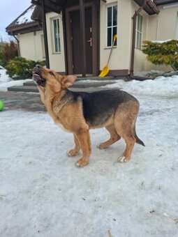 Oddam suczkę cztery miesiące