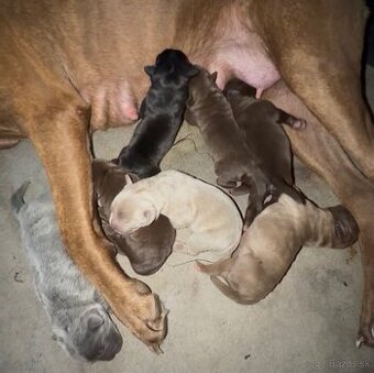Szczeniaki Bandogi s rodokmenom VIP BANDOG KENNELS