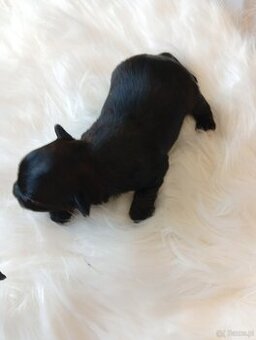Mini suczka Black Yorkshire terrier,nie biewer.