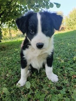 Border collie
