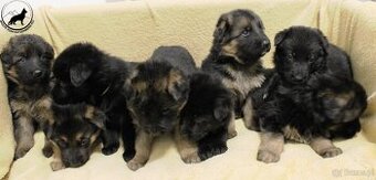 Owczarek niemiecki krótkowłosy szczeniaki o: Mistrz Świata