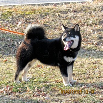 Shiba Inu, dwoje ośmiomiesięcznych szczeniąt