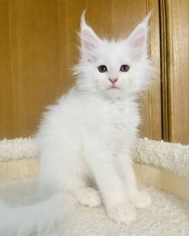 Dostępne kocięta Ragdoll i Maine Coon