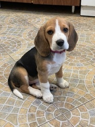 Zdrowe szczenięta rasy beagle na sprzedaż.