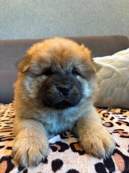 Chow Chow