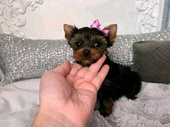 Urocze szczenięta Yorkshire Terrier (samiec i suczka).