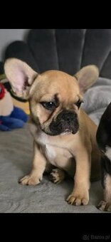 Buldog francuski dziewczynka biszkoptowa