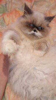 Kotka kocięta persiki.