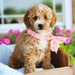 Szczenięta Goldendoodle na sprzedaż