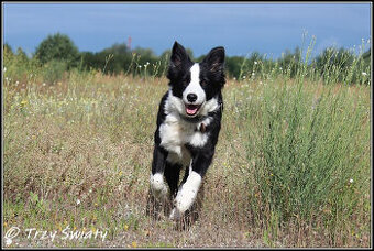 Border Collie szczenięta rodowód ZKwP FCI