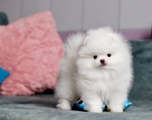 Przyjazne szczenięta pomeraniana gotowe do adopcji już teraz