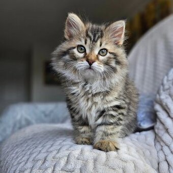 Kocięta syberyjskie na sprzedaż