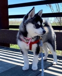 Urocze szczenięta rasy alaskan klee kai na sprzedaż