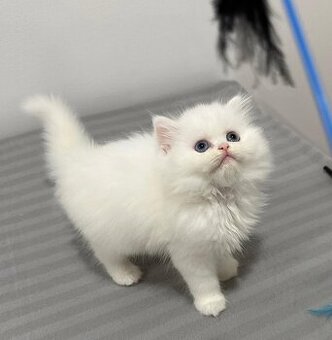 Kocięta perskie na sprzedaż