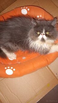 Kotek kocięta persiki.