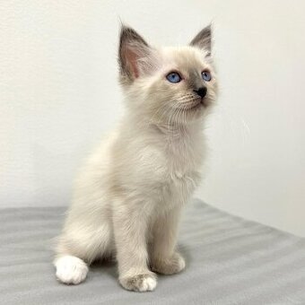 Kocięta balijskie na sprzedaż