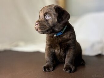 Labrador czekoladowy szczenię