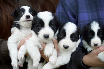 Border Collie