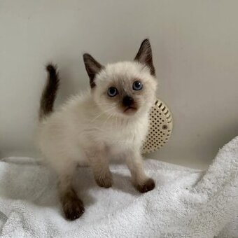 Kocięta syjamskie na sprzedaż