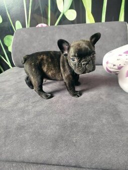Buldog francuski
