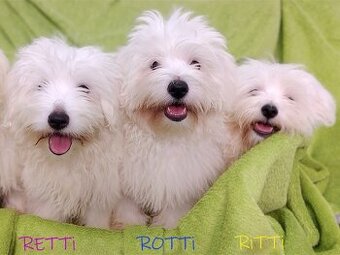 SAMIEC biały piesek Coton De Tulear szczenię ZHPR UCI Kraków