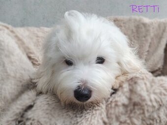 SAMIEC biały piesek Coton De Tulear szczenię ZHPR UCI Kraków