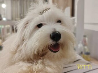 Piesek rasowy mały Coton De Tulear szczenię ZHPR UCI Kraków