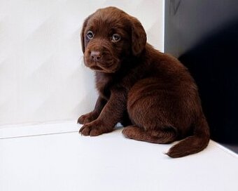 Labrador Retriever