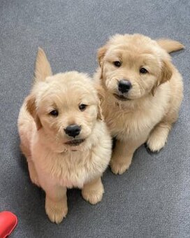 Szczenięta Golden Retriever na sprzedaż