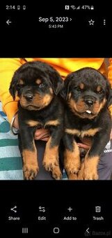 Szczenięta rottweilera na sprzedaż