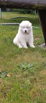 Samoyed- szczeniaki - 1