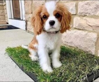 Szczenięta rasy Calvary King Charles potrzebują domu.