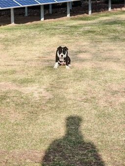 Suczka amstaff 4 miesiące