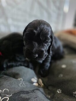 Cocker spaniel angielski
