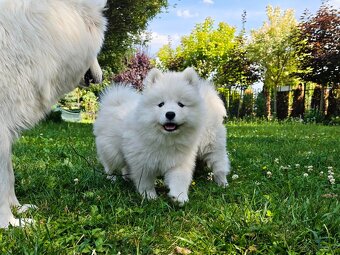 Samoyed - szczenięta