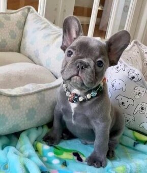 Szczenięta buldoga francuskiego szukają domu.