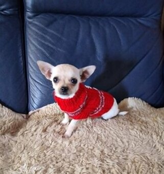 Chihuahua malutki kremowo biały piesek