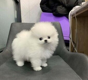 Szczenięta pomeraniana potrzebują domu.