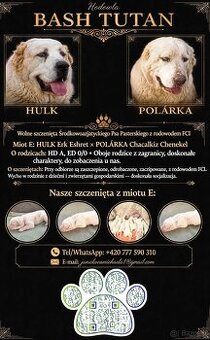 Szczenięta SAO Owczarek środkowoazjatycki