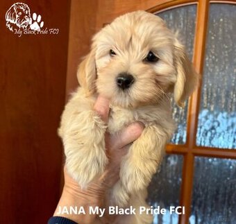 Maleńki Hawańczyk, który kocha od pierwszego spojrzenia