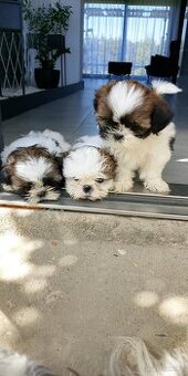 Shih tzu szczeniaki