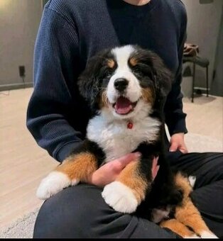 Szczenięta rasy berneńskiej potrzebują domu.