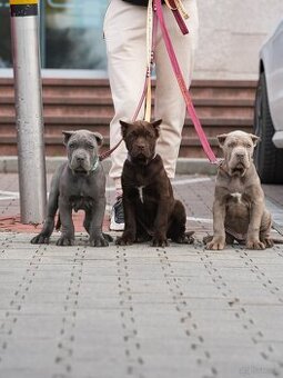 Bandog šteniatka