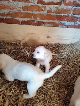 Szczeniak labrador/golden retriever